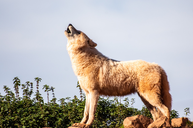 Le loup solitaire : représenter la force et la liberté individuelle