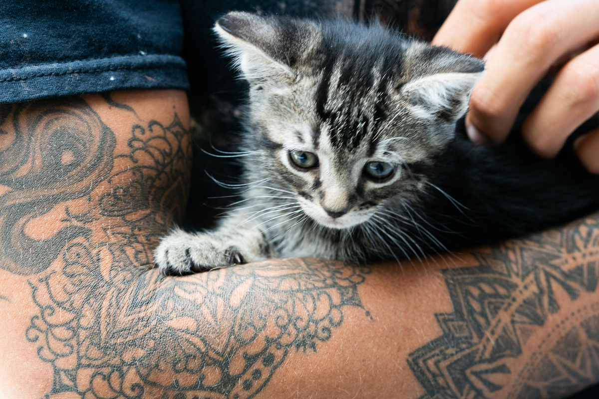 Les chats dans l'univers du tatouage : féminité, élégance et indépendance
